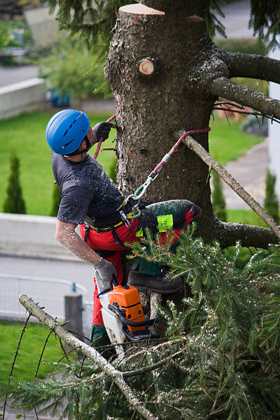 Best Arborist Consultation Services  in Gold Beach, OR